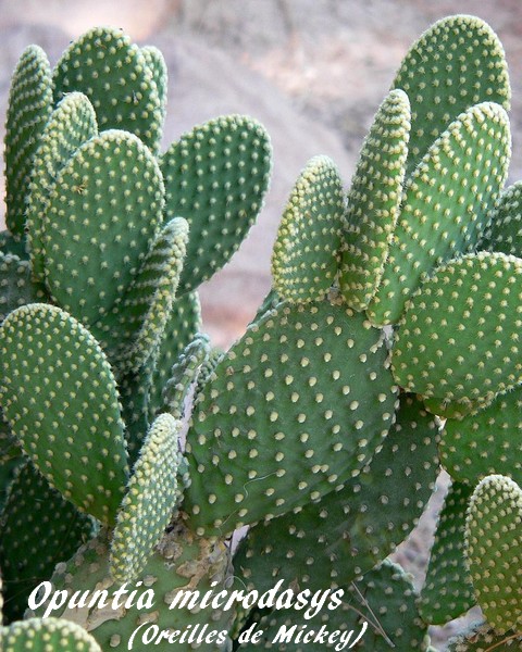 planter une oreille de cactus