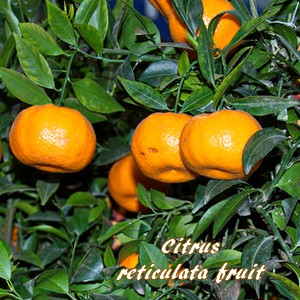 Citrus reticulata-la belle mandarinenbaum avec de nombreux délicieux fruits!