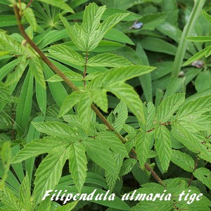 Reine des prés (Filipendula ulmaria) Herbothèque - Le jardin des vie-la-joie