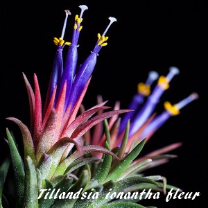 Tillandsie violette, Fille de l'air, Tillandsia ionantha : planter